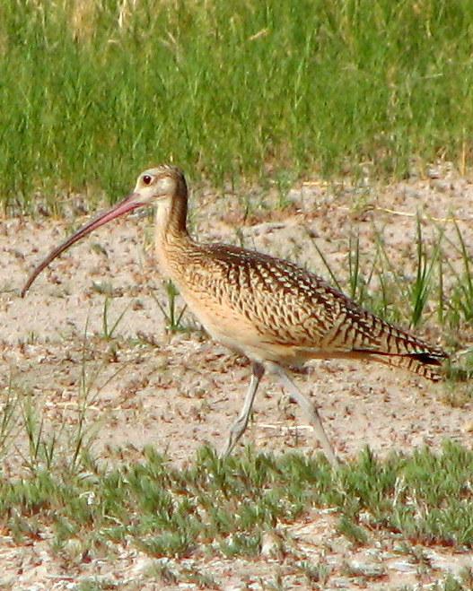 Long-billed Curlew Photo by Anne Terry