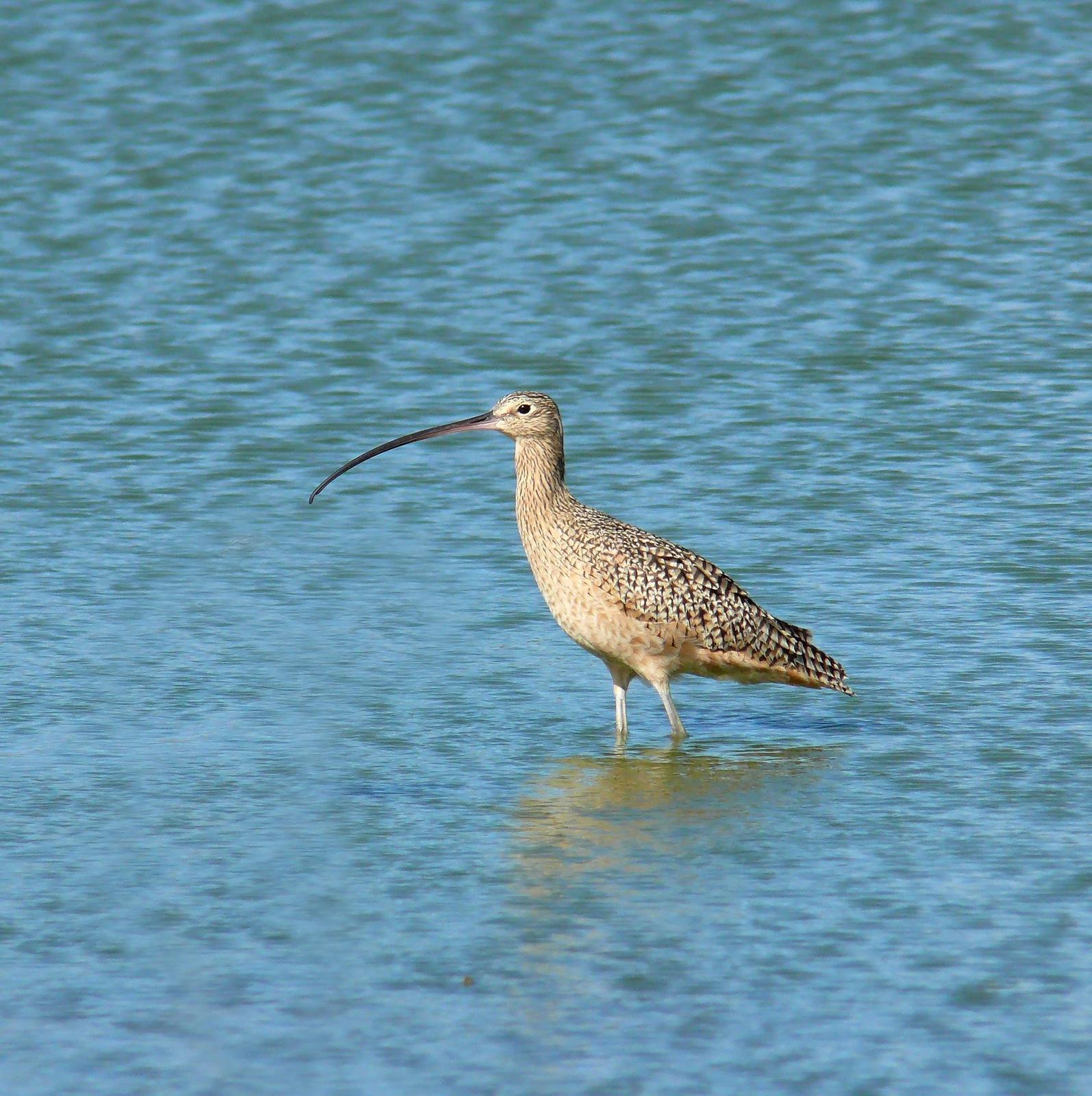 Long-billed Curlew Photo by Steven Mlodinow