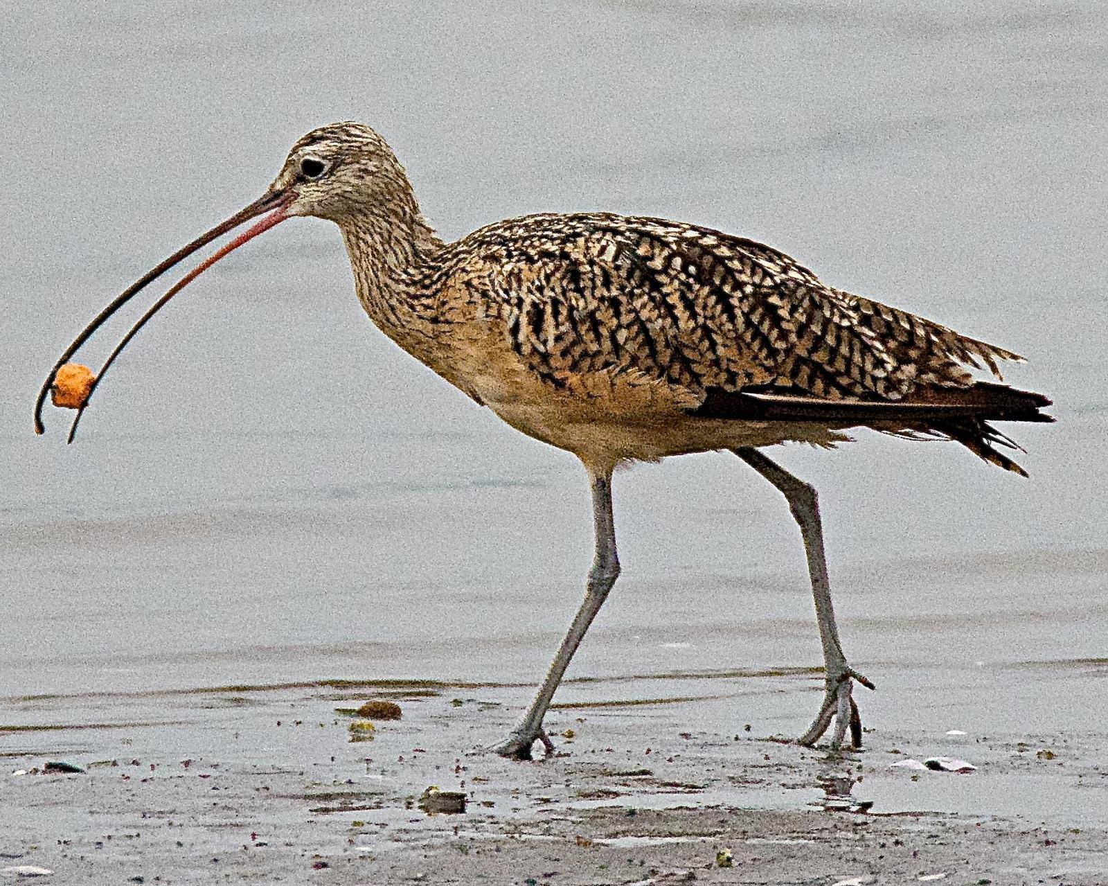 Long-billed Curlew Photo by Brian Avent