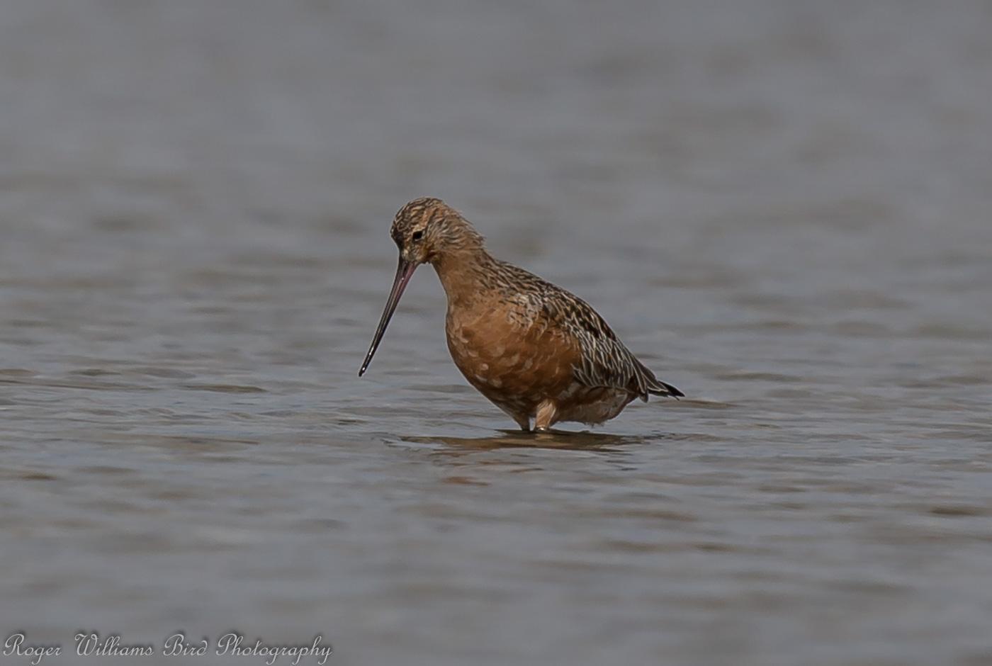 Bar-tailed Godwit Photo by Roger Williams