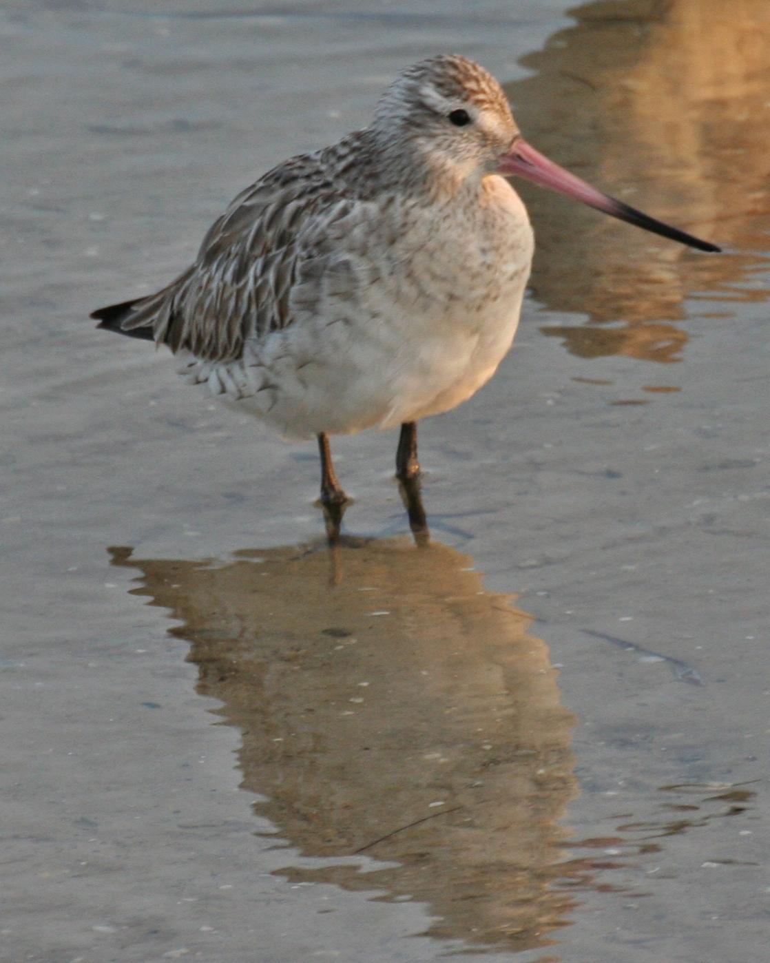 Bar-tailed Godwit Photo by Andrew Theus