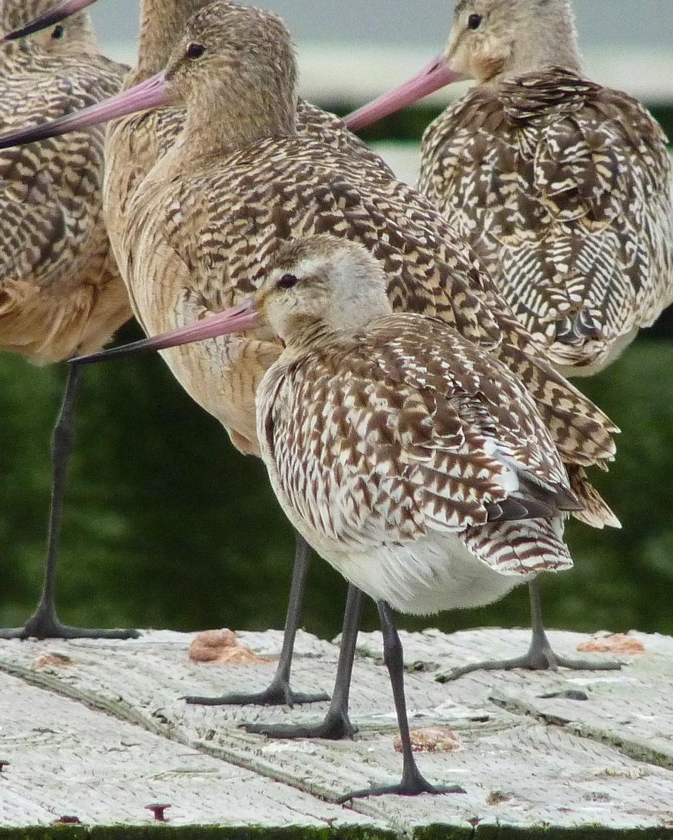 Bar-tailed Godwit Photo by Sean Fitzgerald
