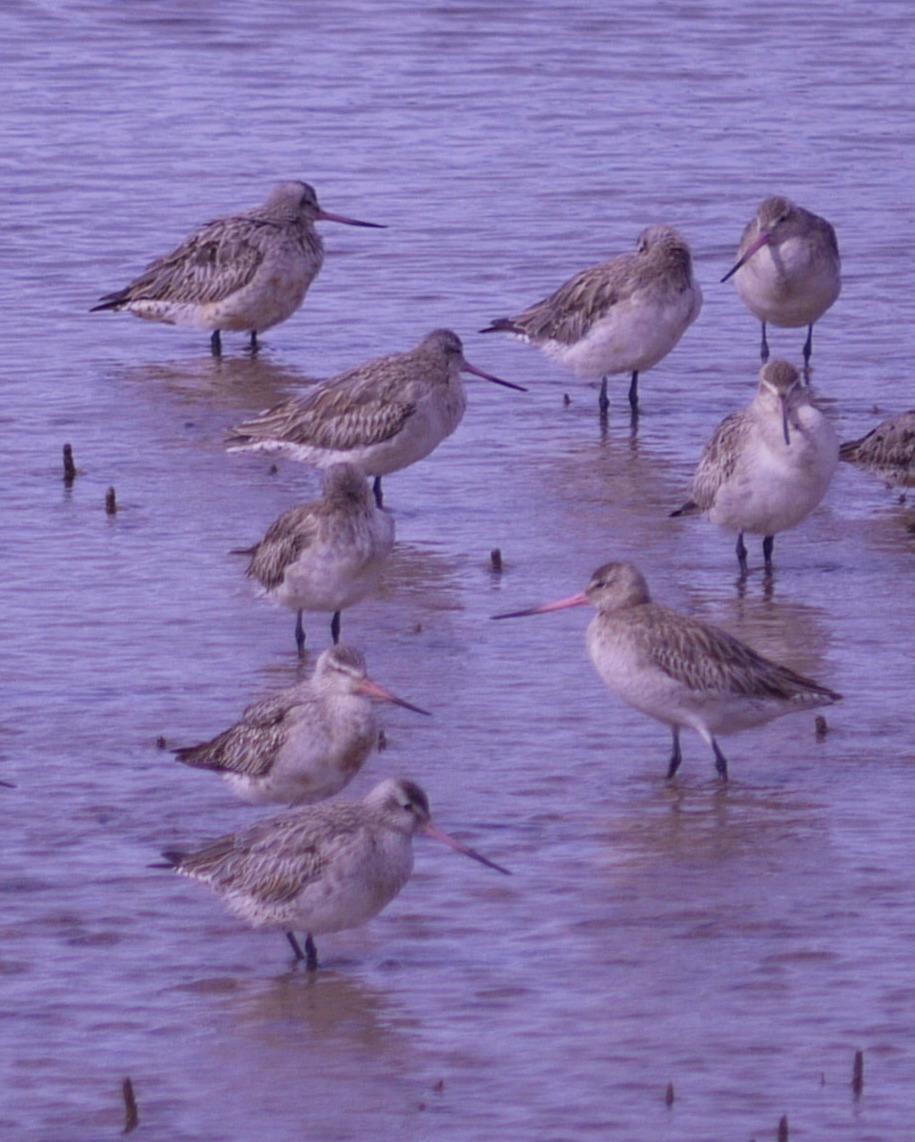 Bar-tailed Godwit Photo by Peter Lowe