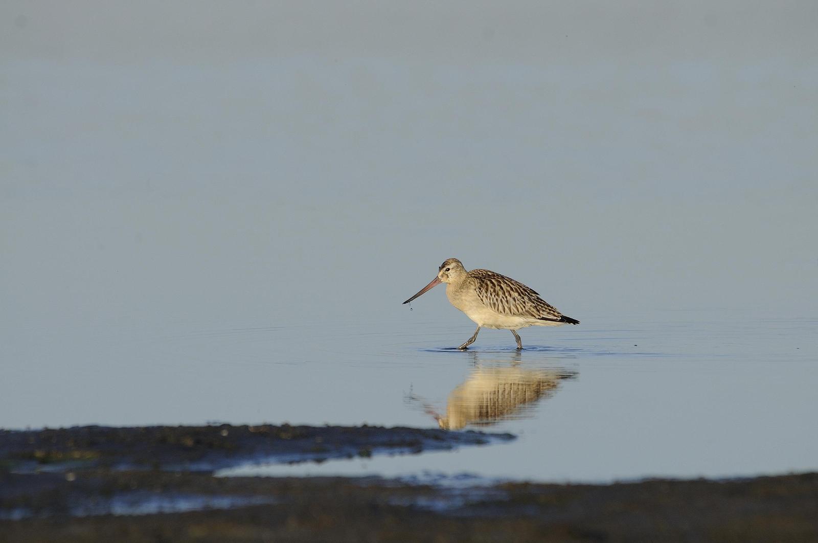 Bar-tailed Godwit Photo by Andres Rios
