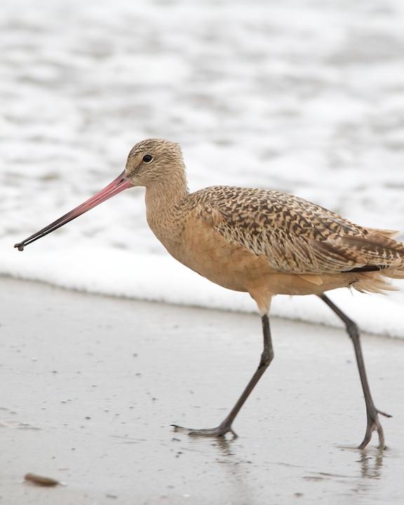 Marbled Godwit Photo by Denis Rivard