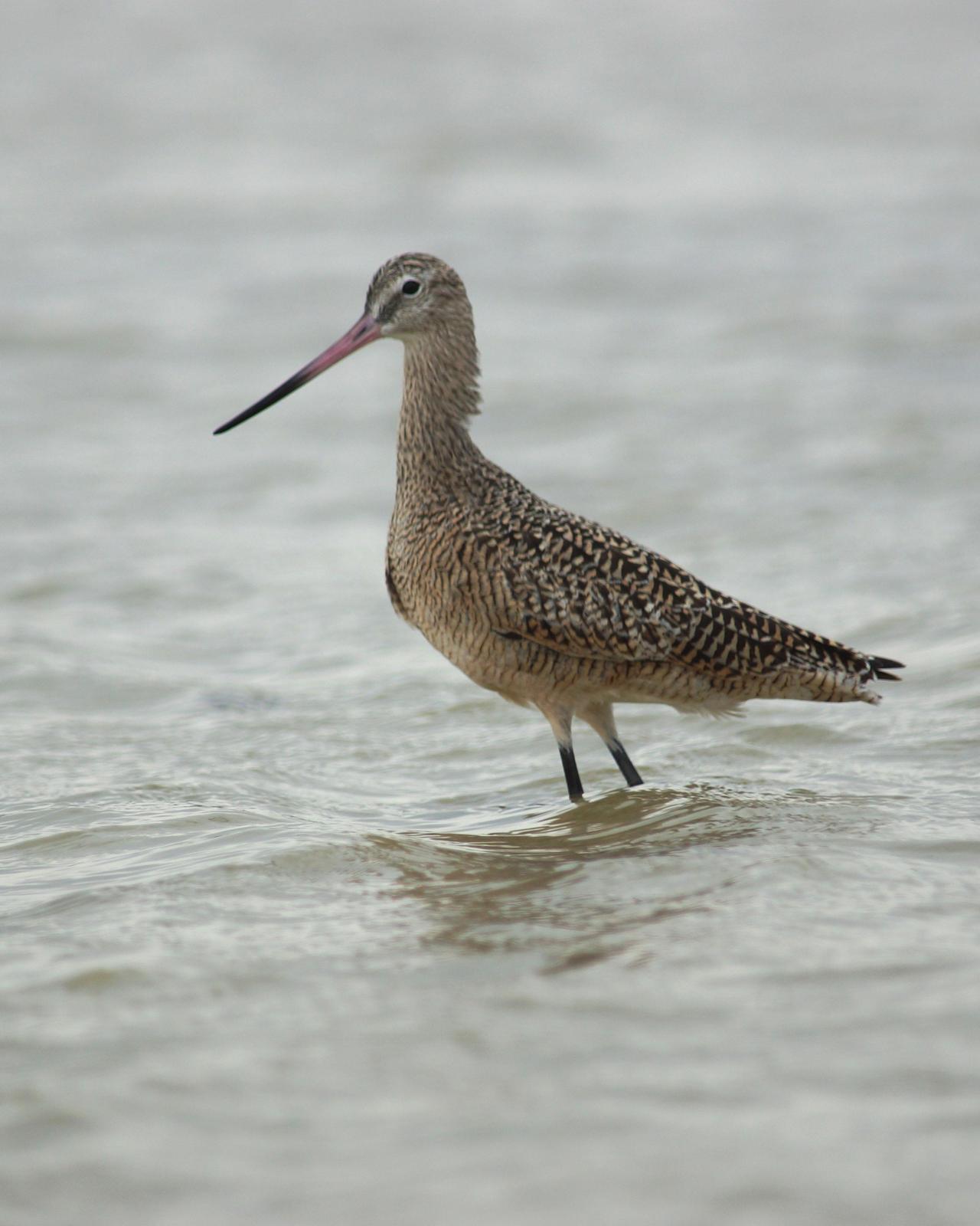 Marbled Godwit Photo by Steve Percival