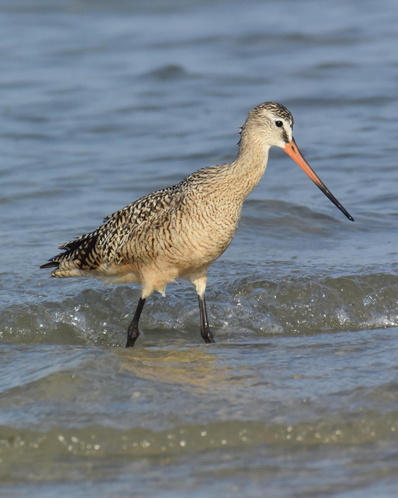 Marbled Godwit Photo by Emily Percival