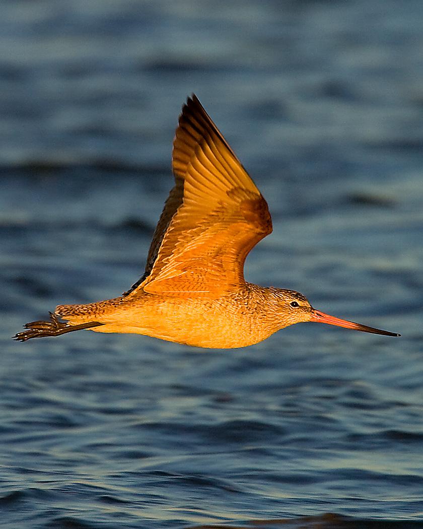 Marbled Godwit Photo by Josh Haas