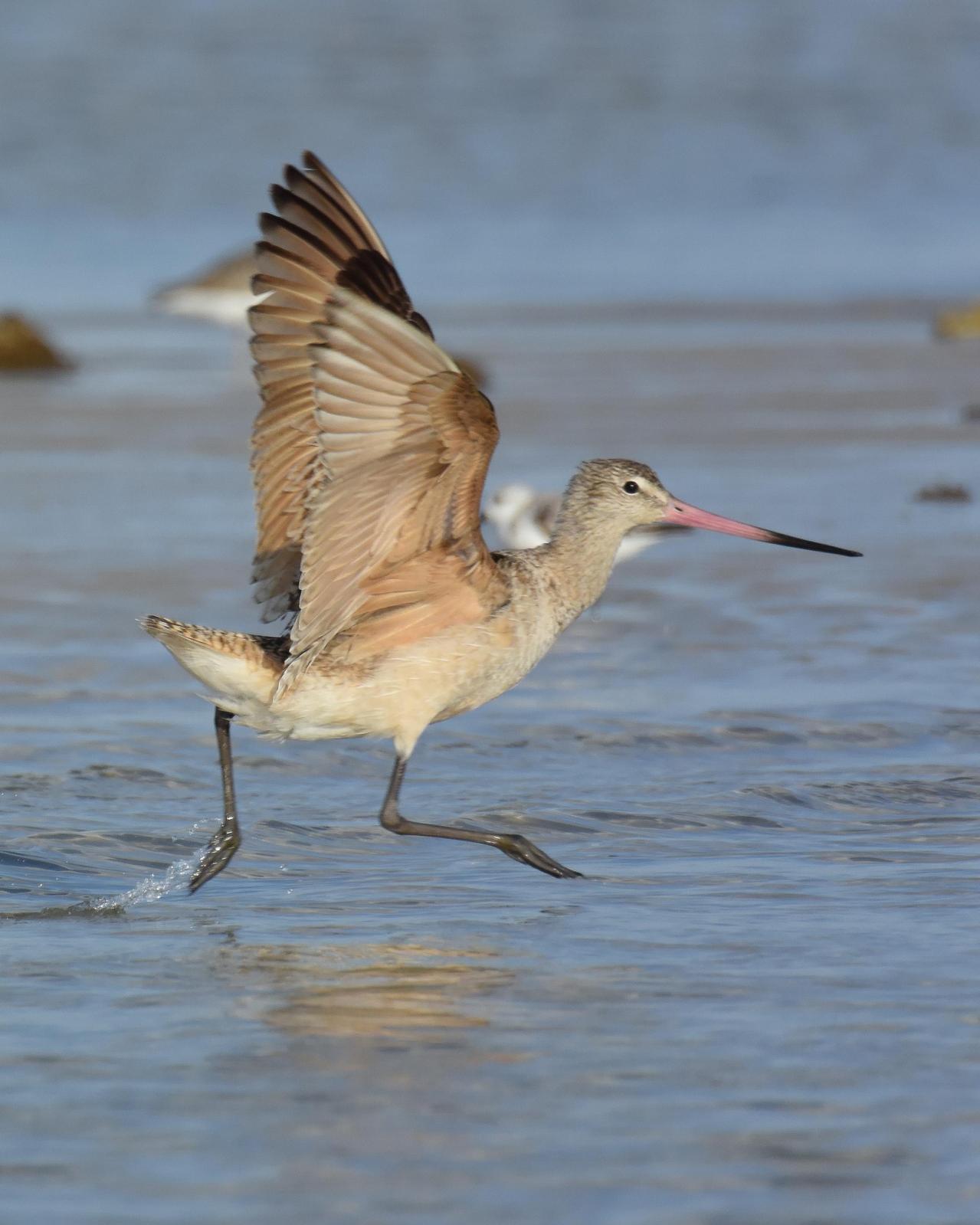Marbled Godwit Photo by Steve Percival
