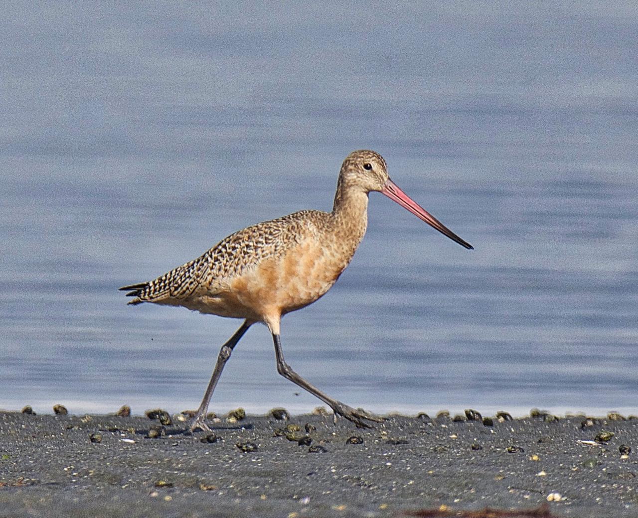 Marbled Godwit Photo by Brian Avent
