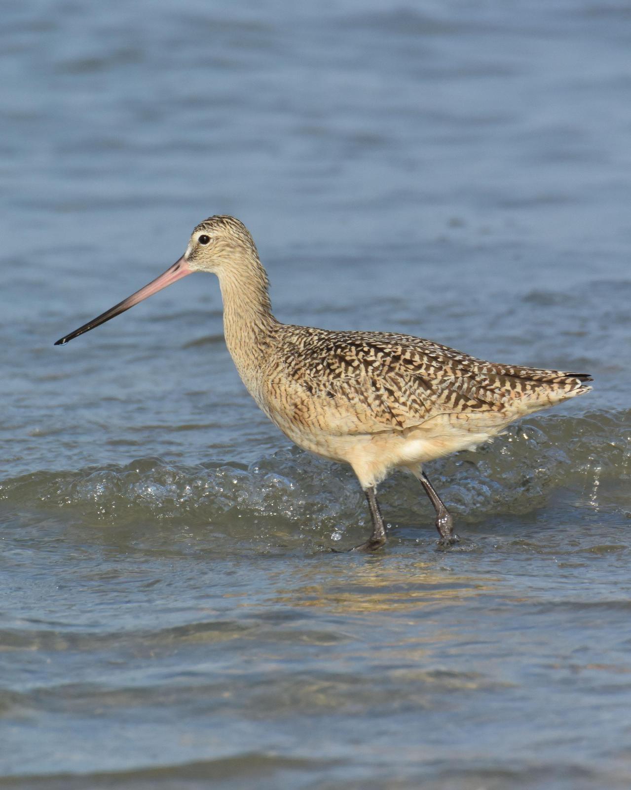 Marbled Godwit Photo by Emily Percival