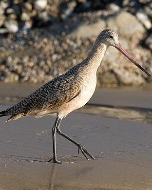 Marbled Godwit Photo by Pete Myers