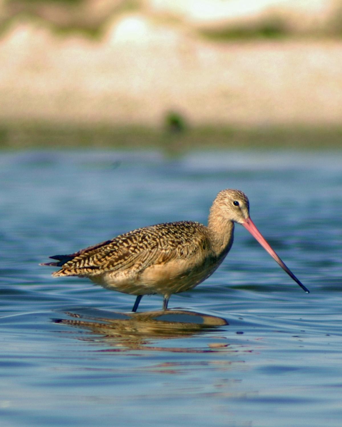 Marbled Godwit Photo by Magill Weber