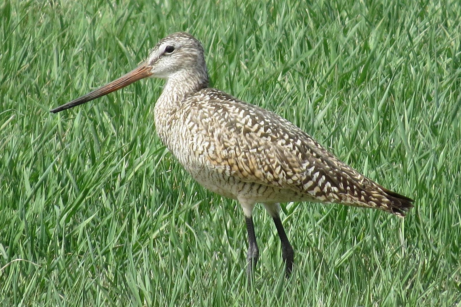Marbled Godwit Photo by Enid Bachman