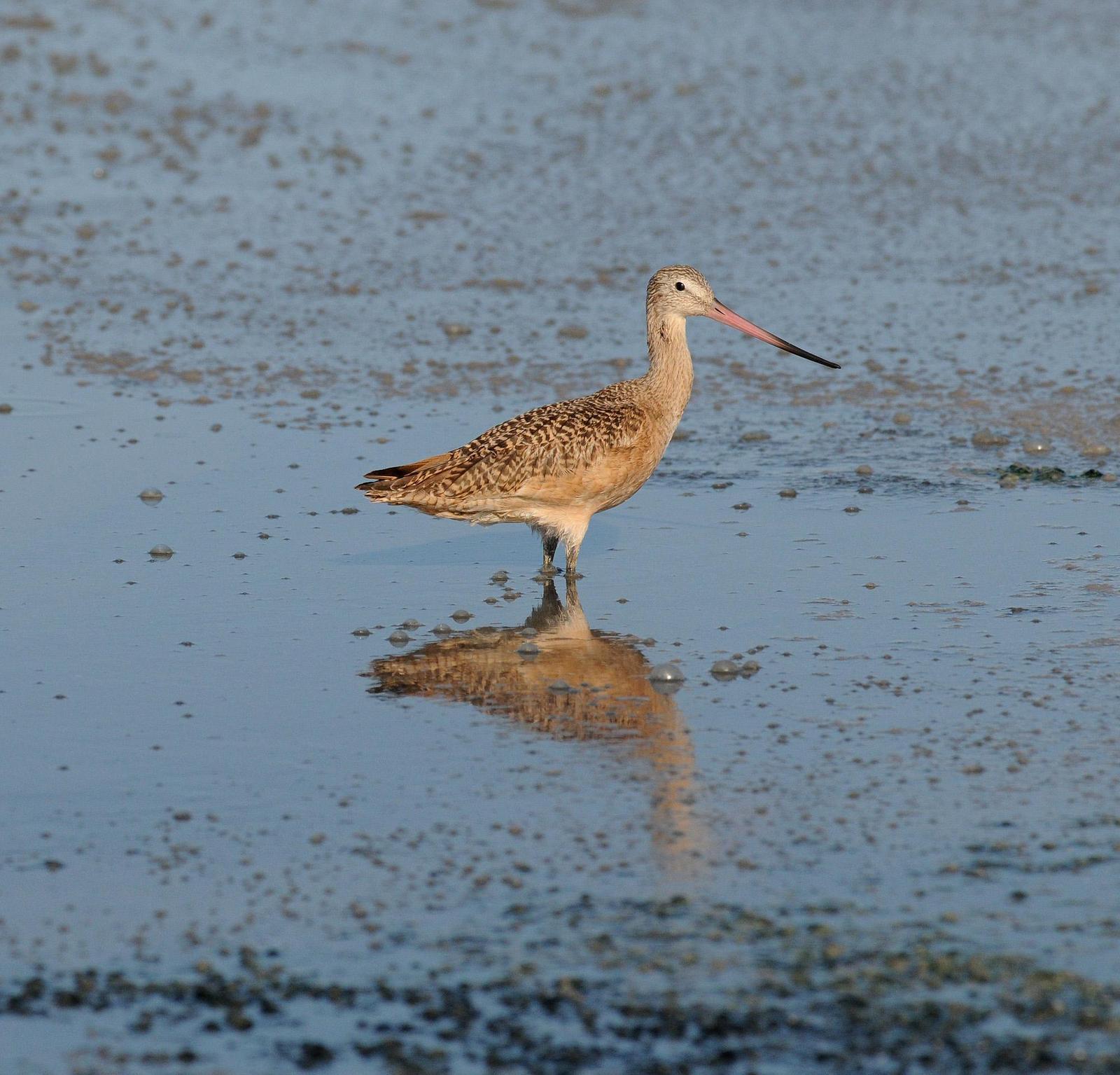 Marbled Godwit Photo by Steven Mlodinow