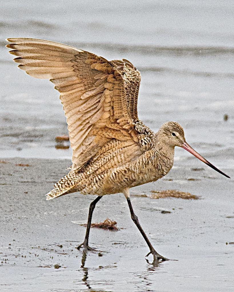 Marbled Godwit Photo by Brian Avent