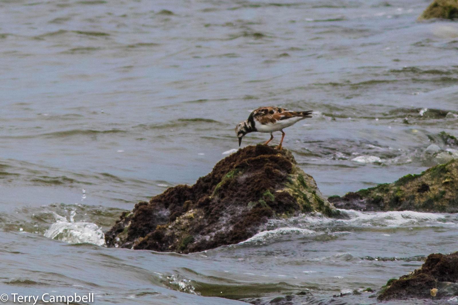 Ruddy Turnstone Photo by Terry Campbell