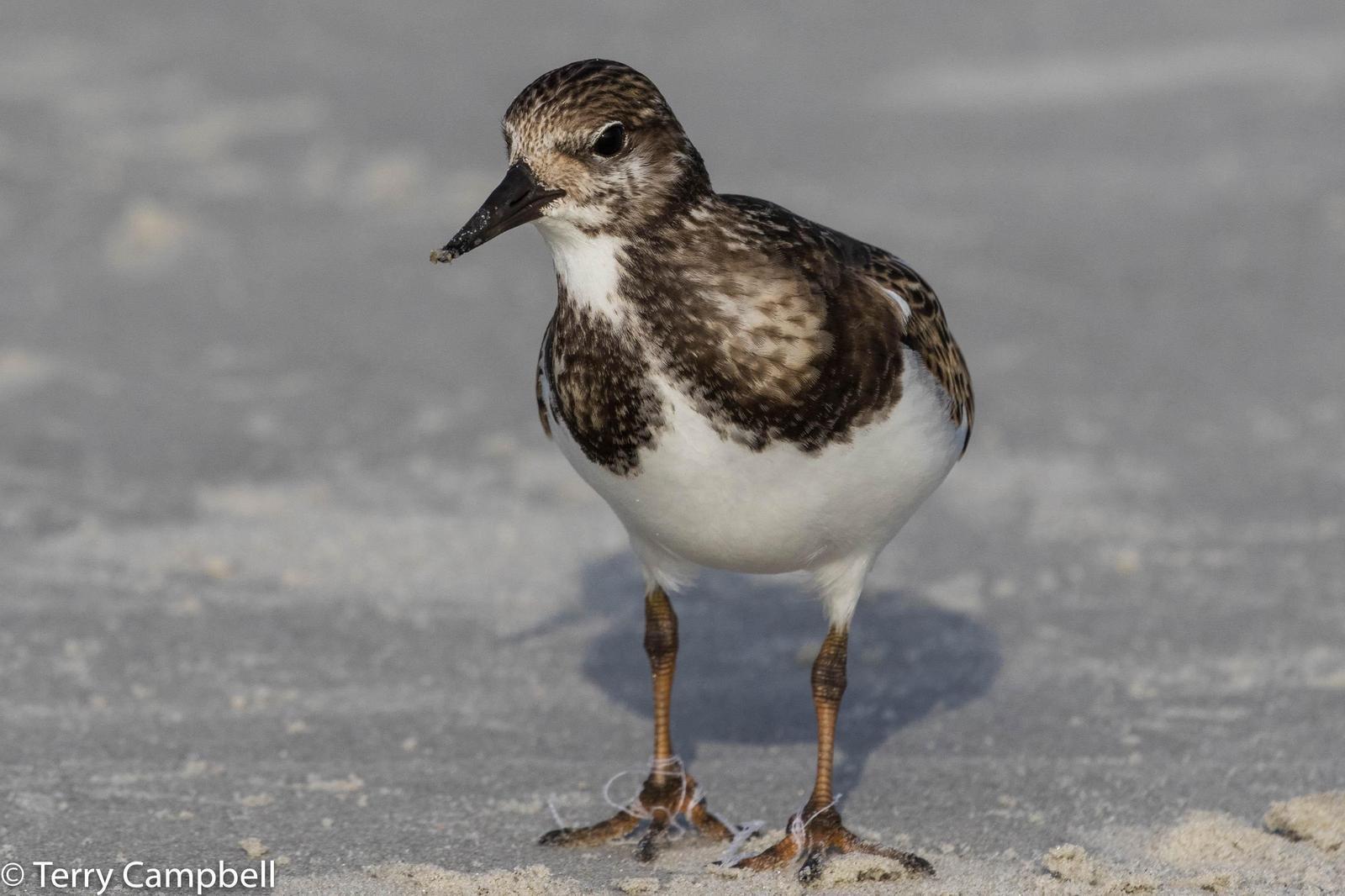 Ruddy Turnstone Photo by Terry Campbell