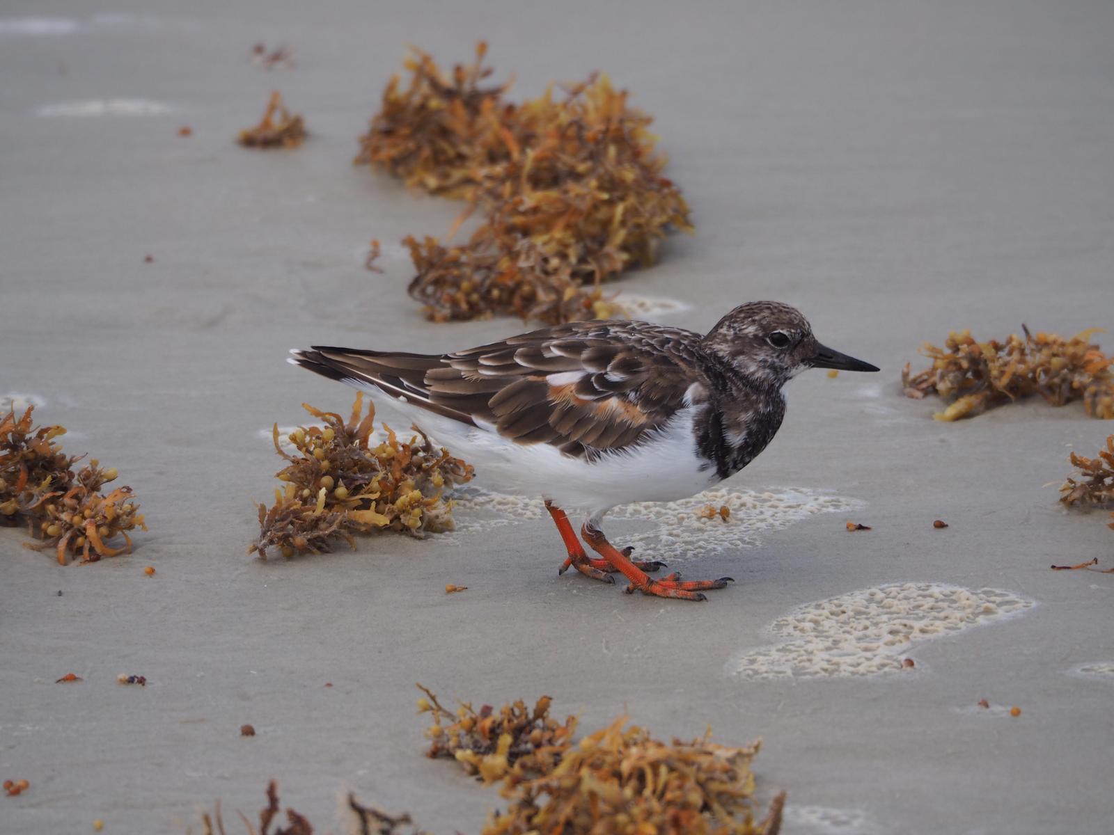 Ruddy Turnstone Photo by Colin Hill