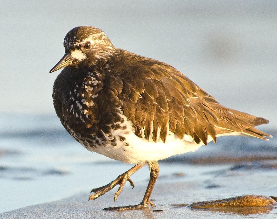 Black Turnstone Photo by Pete Myers