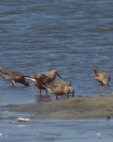 Red Knot Photo by Gerald Hoekstra