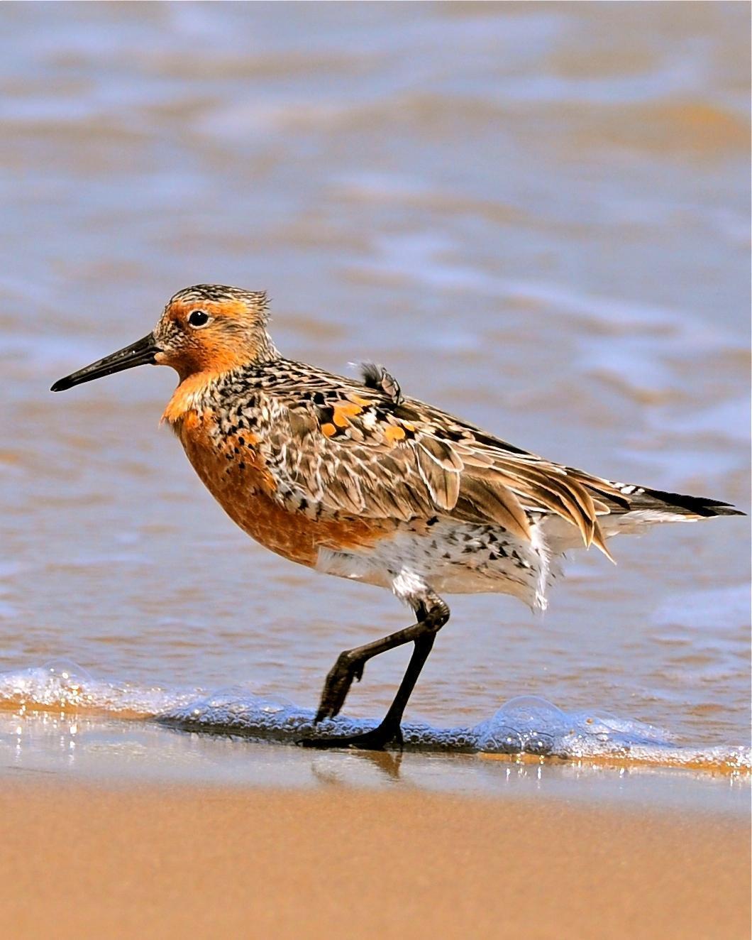 Red Knot Photo by Gerald Friesen
