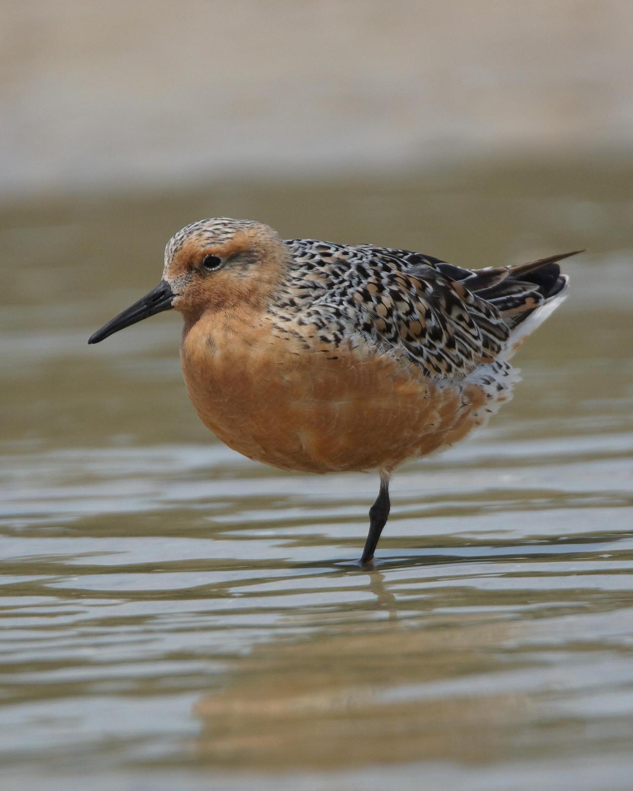 Red Knot Photo by Steve Percival