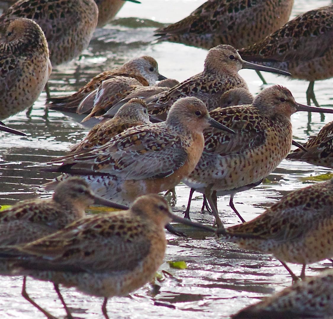 Red Knot Photo by Kathryn Keith