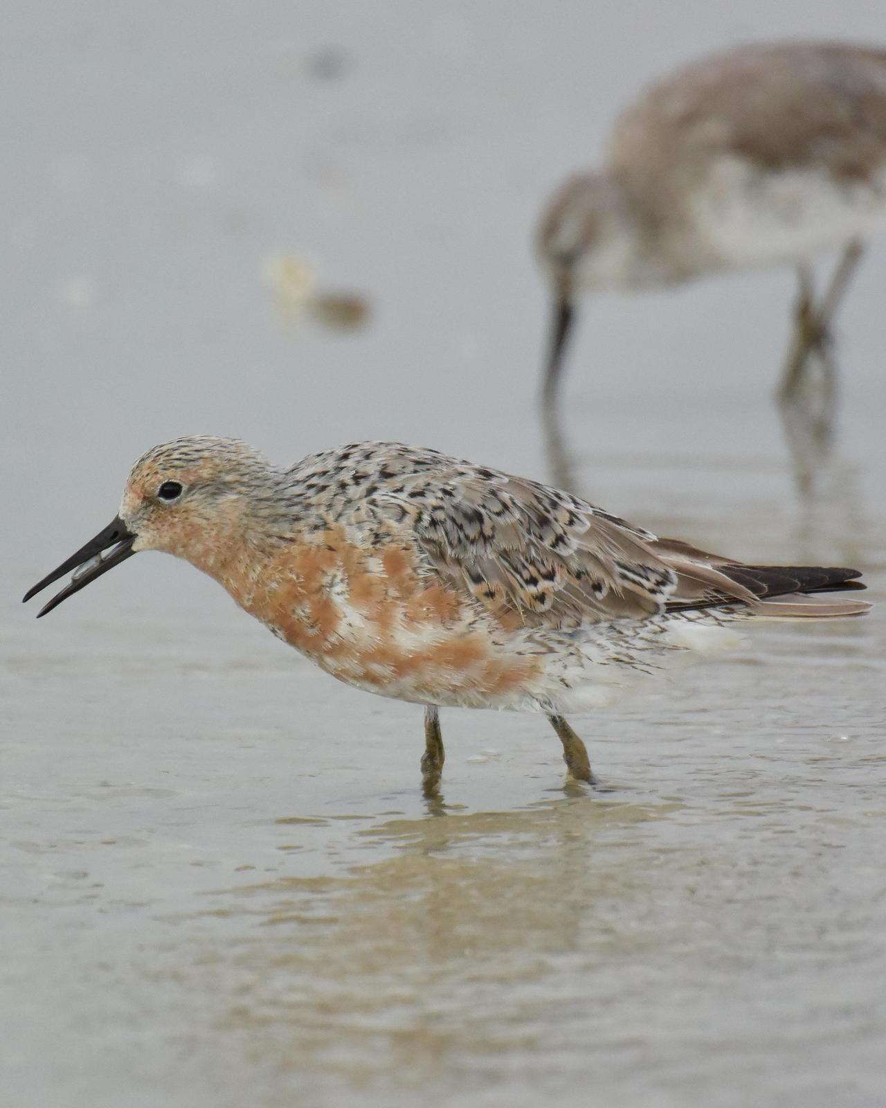 Red Knot Photo by Steve Percival