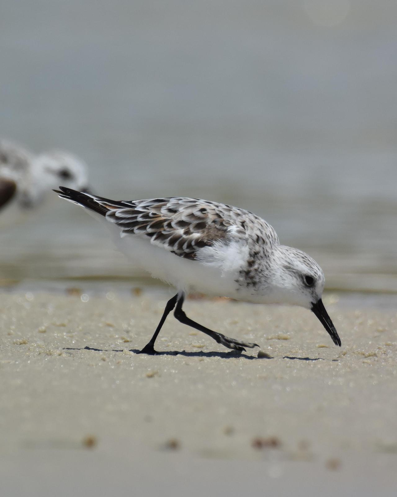 Sanderling Photo by Emily Percival
