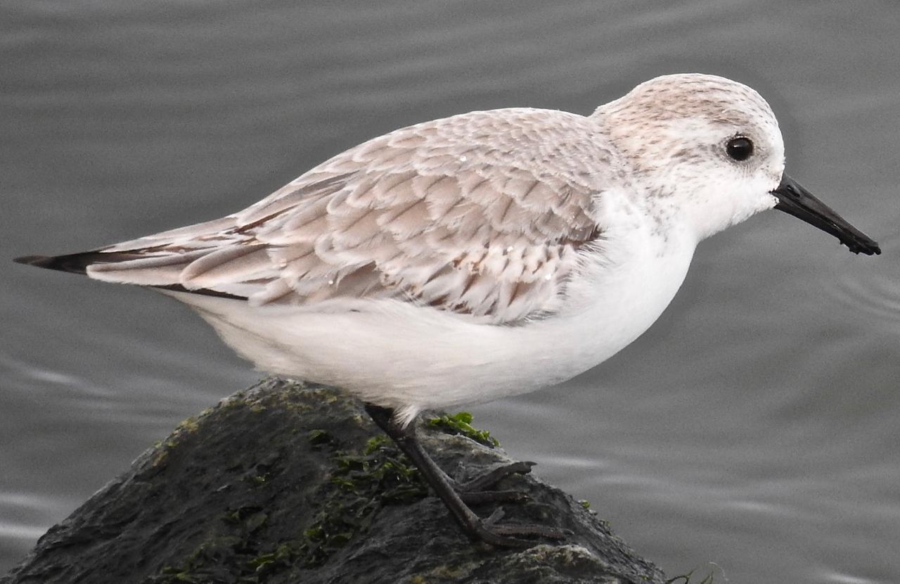 Sanderling Photo by Brian Avent