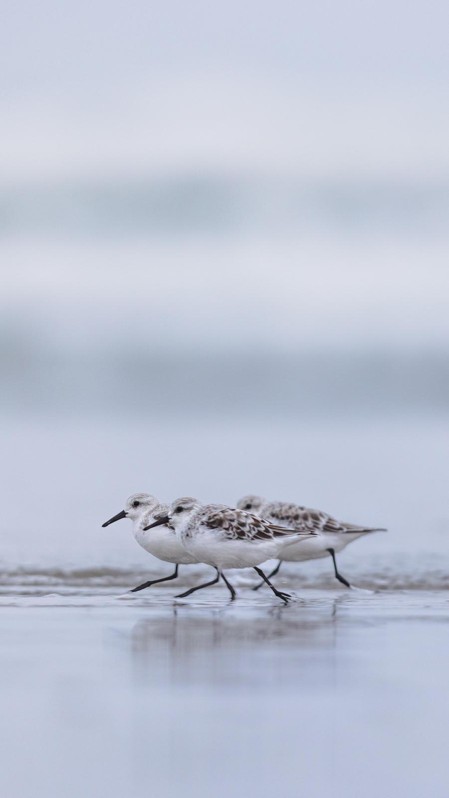 Sanderling Photo by Tom Ford-Hutchinson