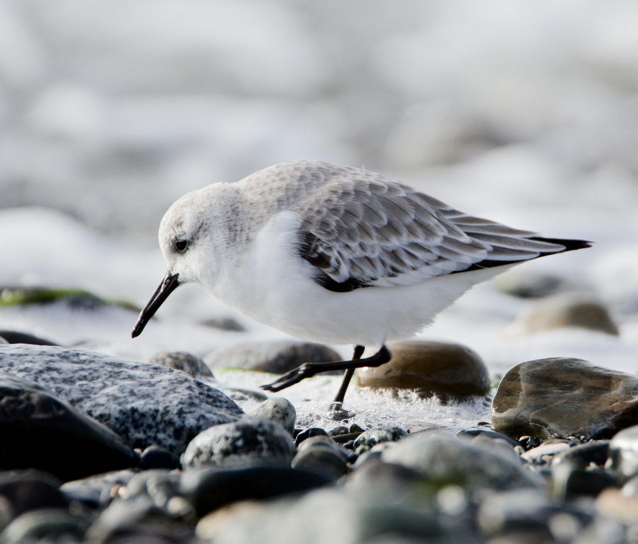 Sanderling Photo by Brian Avent