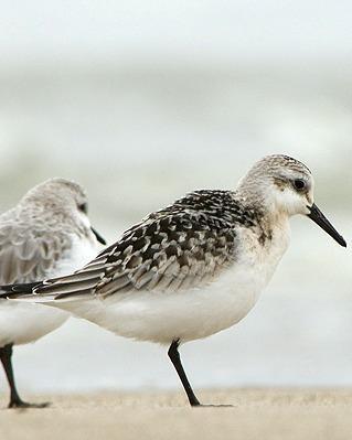 Sanderling Photo by Pete Myers