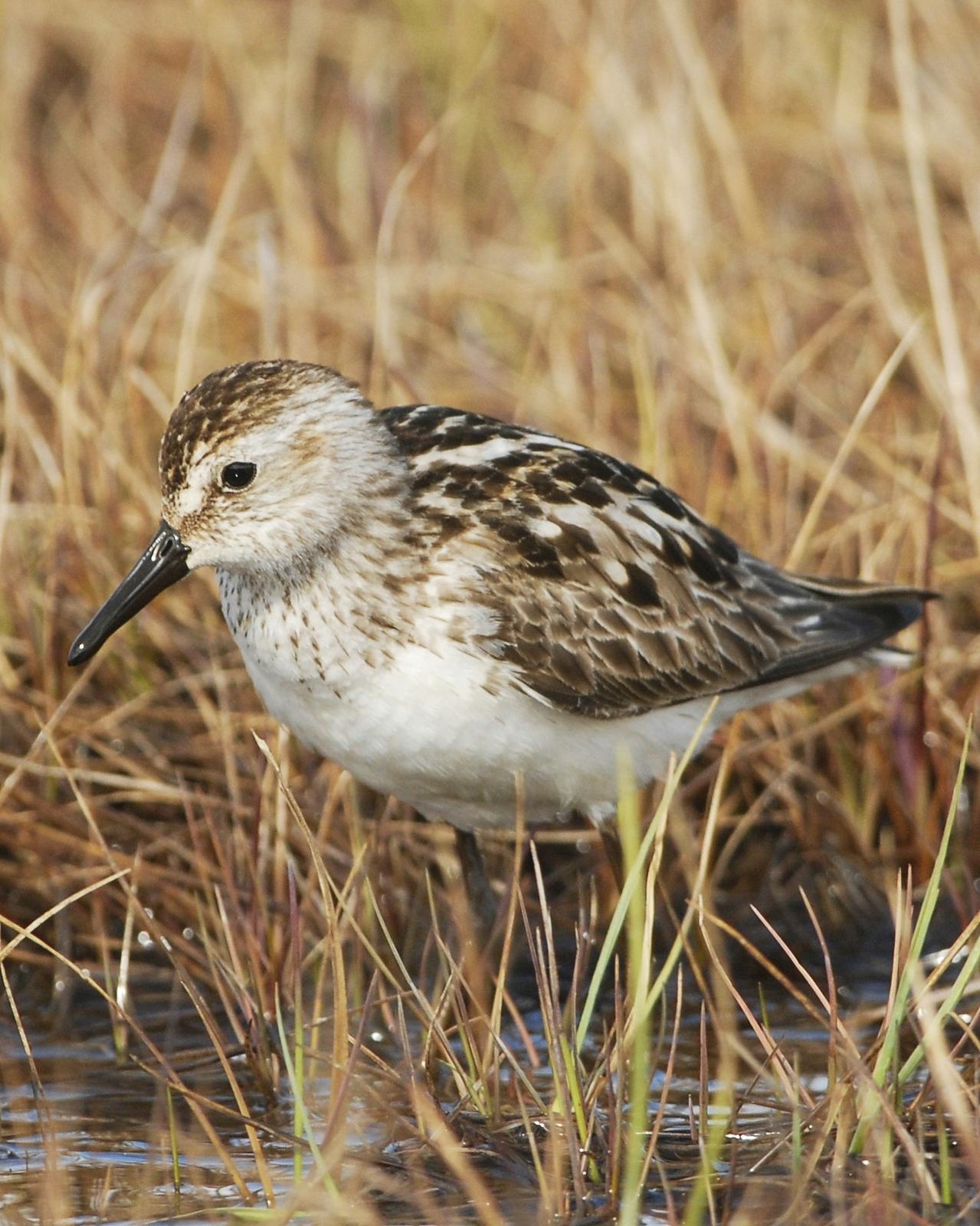 Semipalmated Sandpiper Photo by David Hollie
