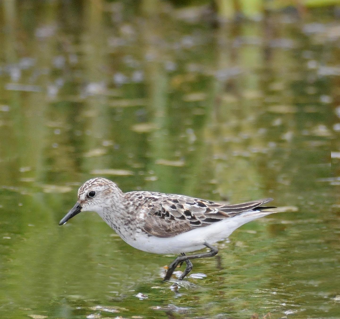 Semipalmated Sandpiper Photo by Steven Mlodinow