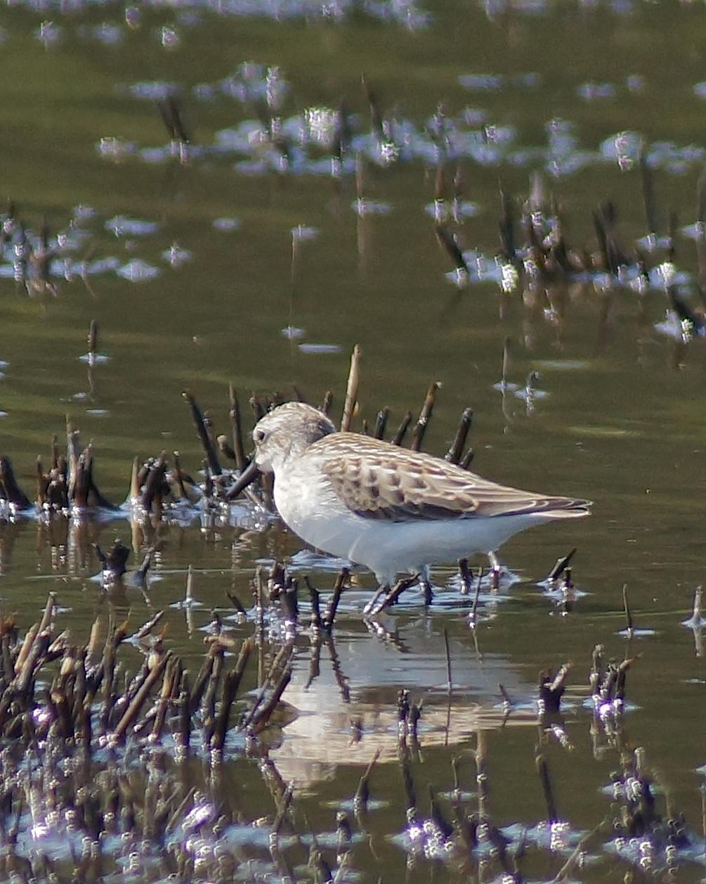 Semipalmated Sandpiper Photo by Gerald Hoekstra