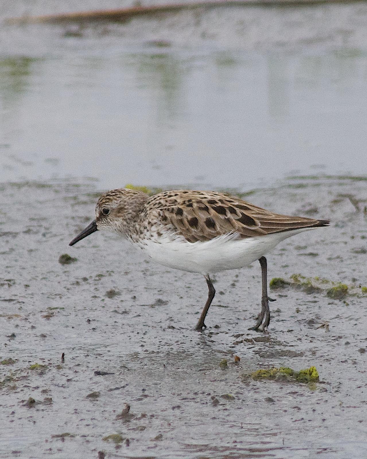 Semipalmated Sandpiper Photo by Gerald Hoekstra