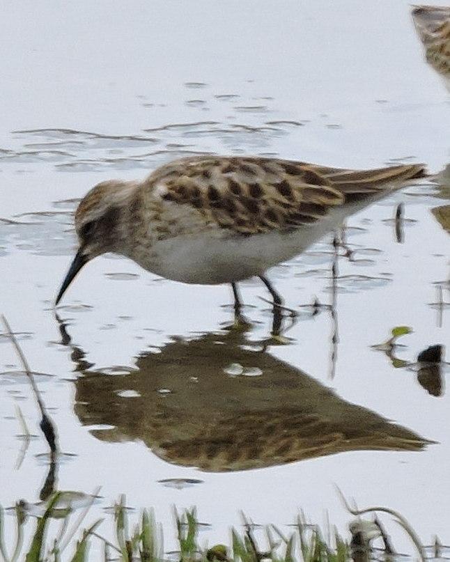 Semipalmated Sandpiper Photo by Peter Lowe