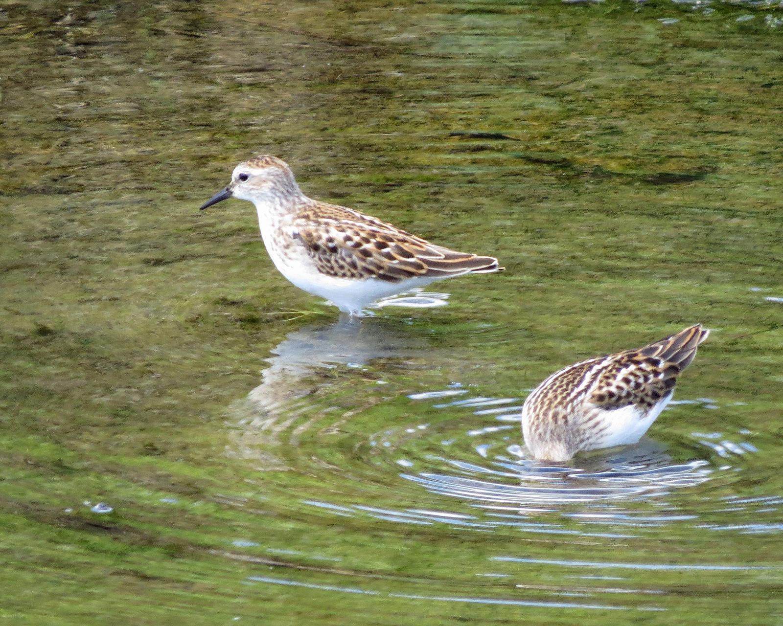 Semipalmated Sandpiper Photo by Kelly Preheim