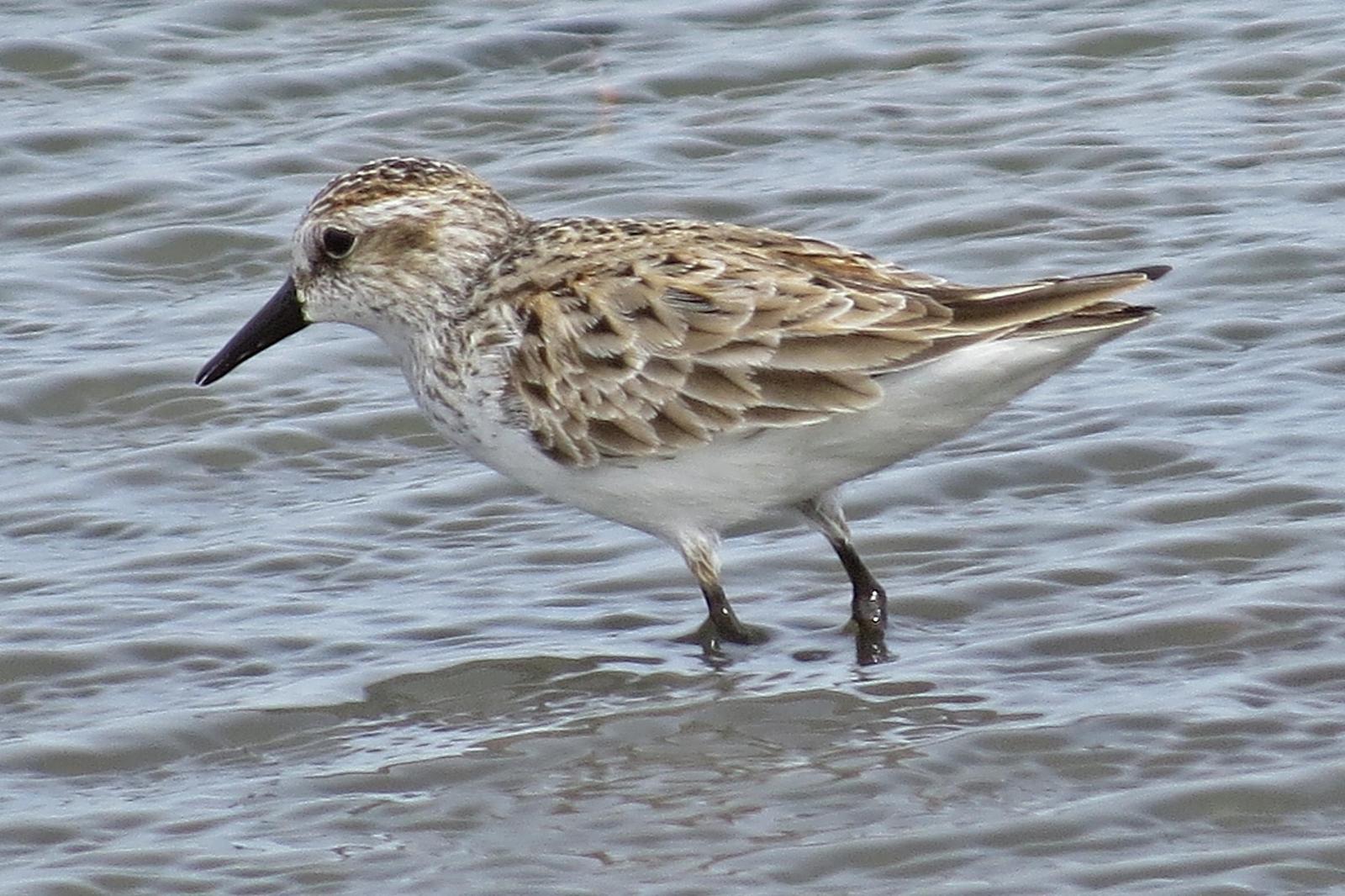 Semipalmated Sandpiper Photo by Enid Bachman
