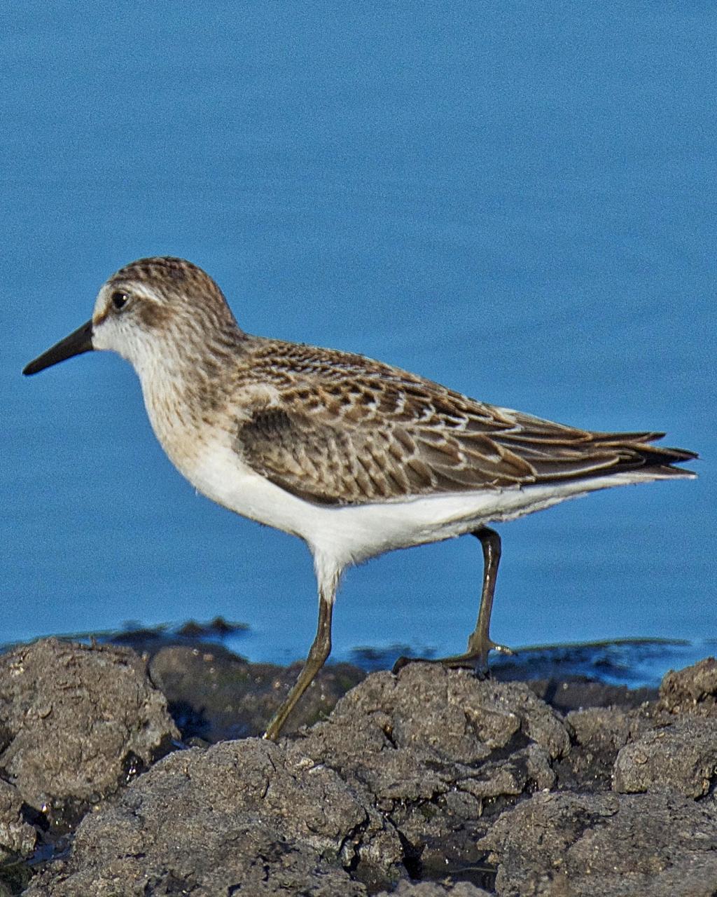 Semipalmated Sandpiper Photo by Brian Avent