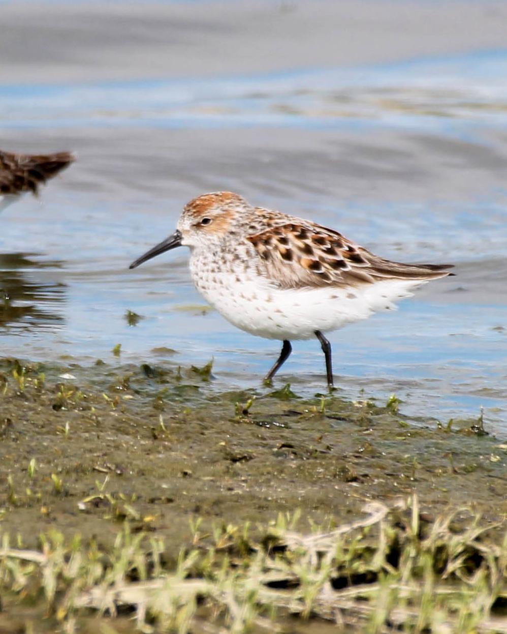 Western Sandpiper Photo by Dylan Hopkins