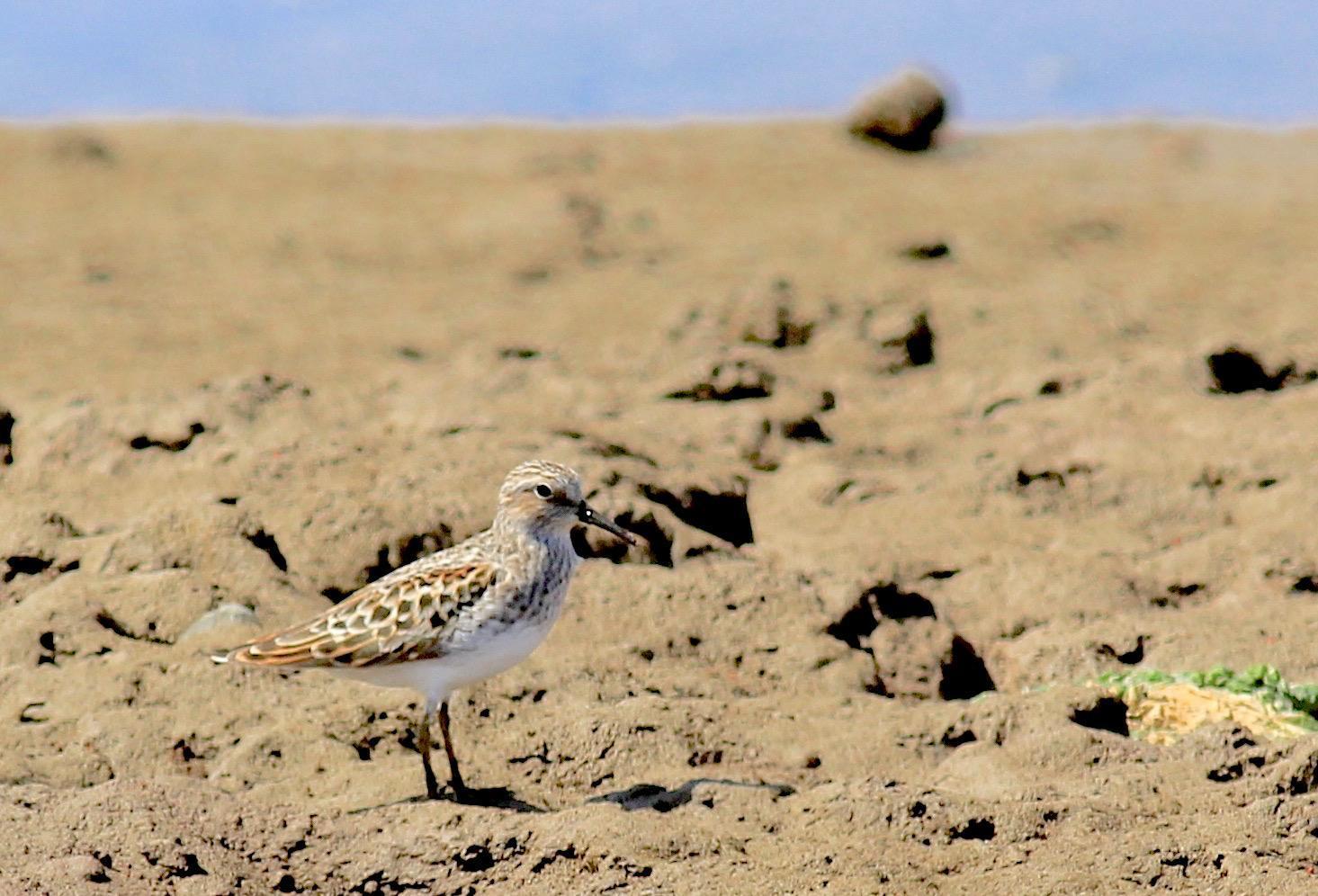 Western Sandpiper Photo by Kathryn Keith