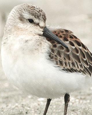 Western Sandpiper Photo by Pete Myers