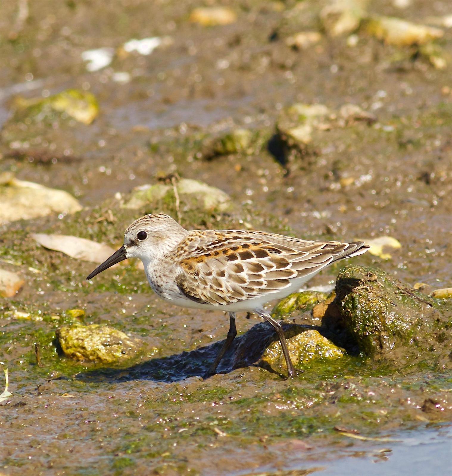 Western Sandpiper Photo by Kathryn Keith