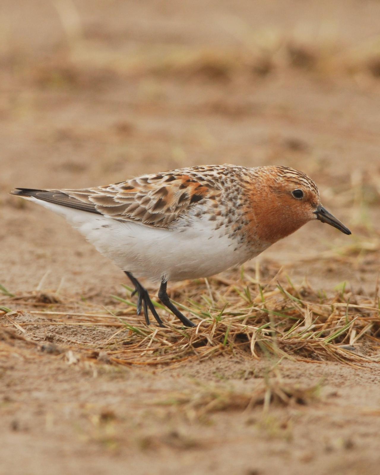 Red-necked Stint Photo by David Hollie