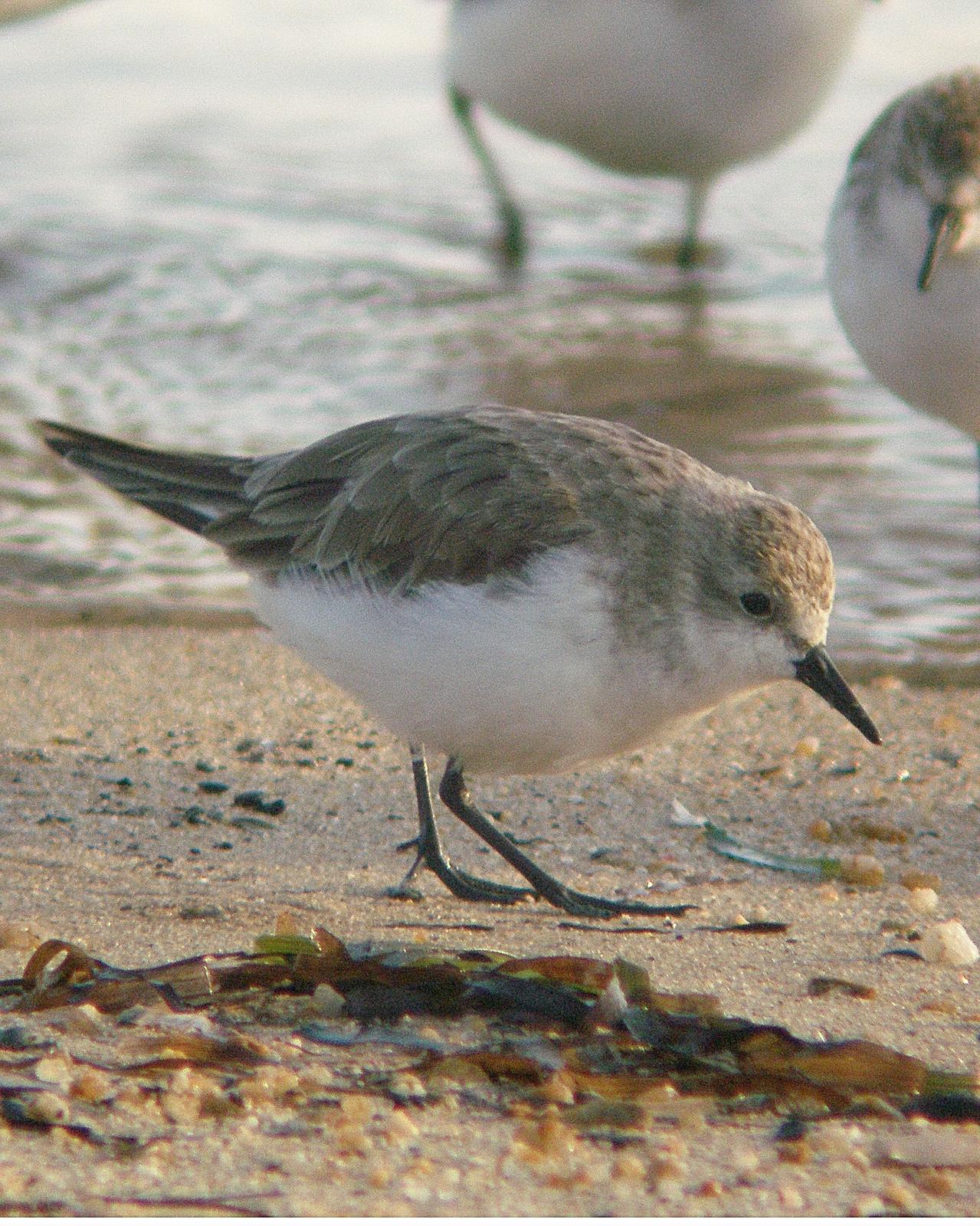 Red-necked Stint Photo by Steve Percival