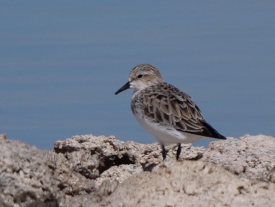 Red-necked Stint Photo by Peter Lowe