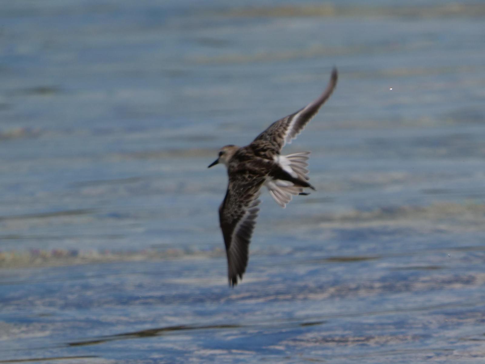 Red-necked Stint Photo by Peter Lowe